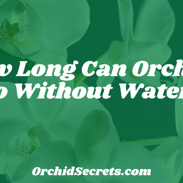 How Long Can Orchids Go Without Water? — Orchid Secrets