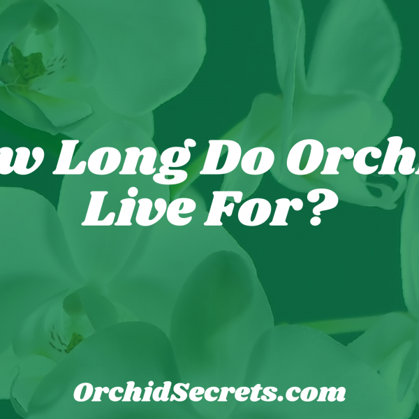How Long Do Orchids Live For? — Orchid Secrets