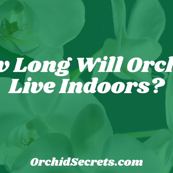 How Long Will Orchids Live Indoors? — Orchid Secrets
