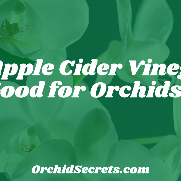 Is Apple Cider Vinegar Good for Orchids? — Orchid Secrets