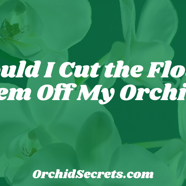 Should I Cut the Flower Stem Off My Orchid? — Orchid Secrets
