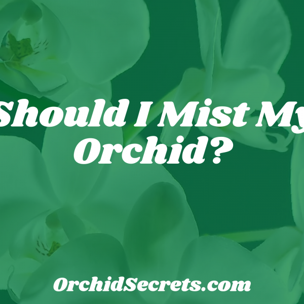 Should I Mist My Orchid? — Orchid Secrets