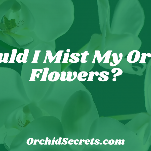 Should I Mist My Orchid Flowers? — Orchid Secrets
