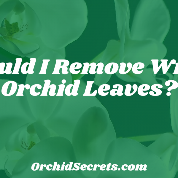 Should I Remove Wilted Orchid Leaves? — Orchid Secrets