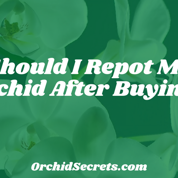 Should I Repot My Orchid After Buying? — Orchid Secrets