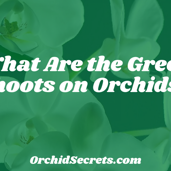 What Are the Green Shoots on Orchids? — Orchid Secrets
