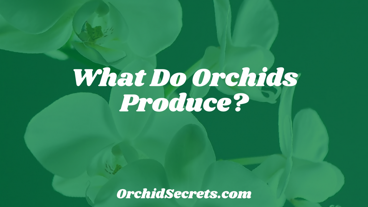 What Do Orchids Produce? — Orchid Secrets