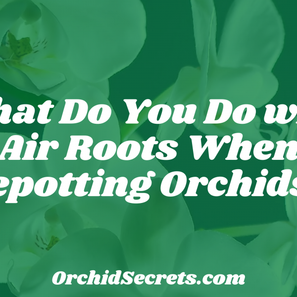 What Do You Do with Air Roots When Repotting Orchids? — Orchid Secrets