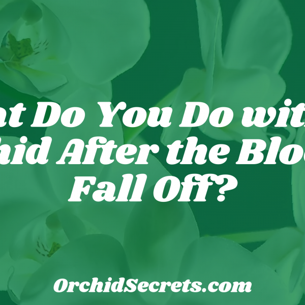 What Do You Do with an Orchid After the Blooms Fall Off? — Orchid Secrets