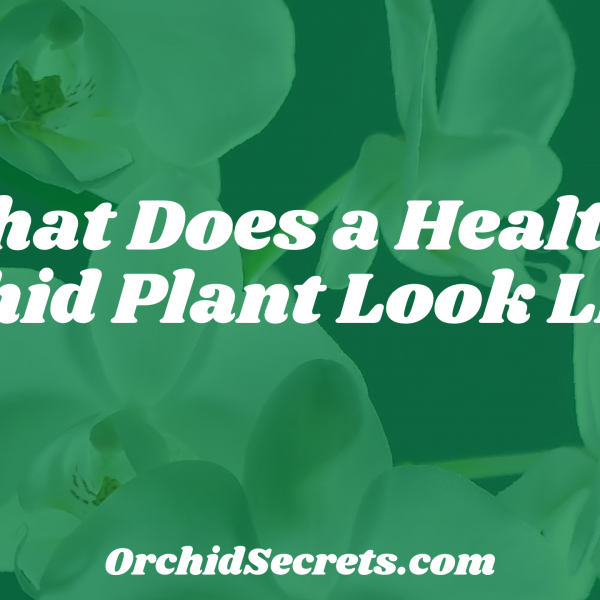 What Does a Healthy Orchid Plant Look Like? — Orchid Secrets