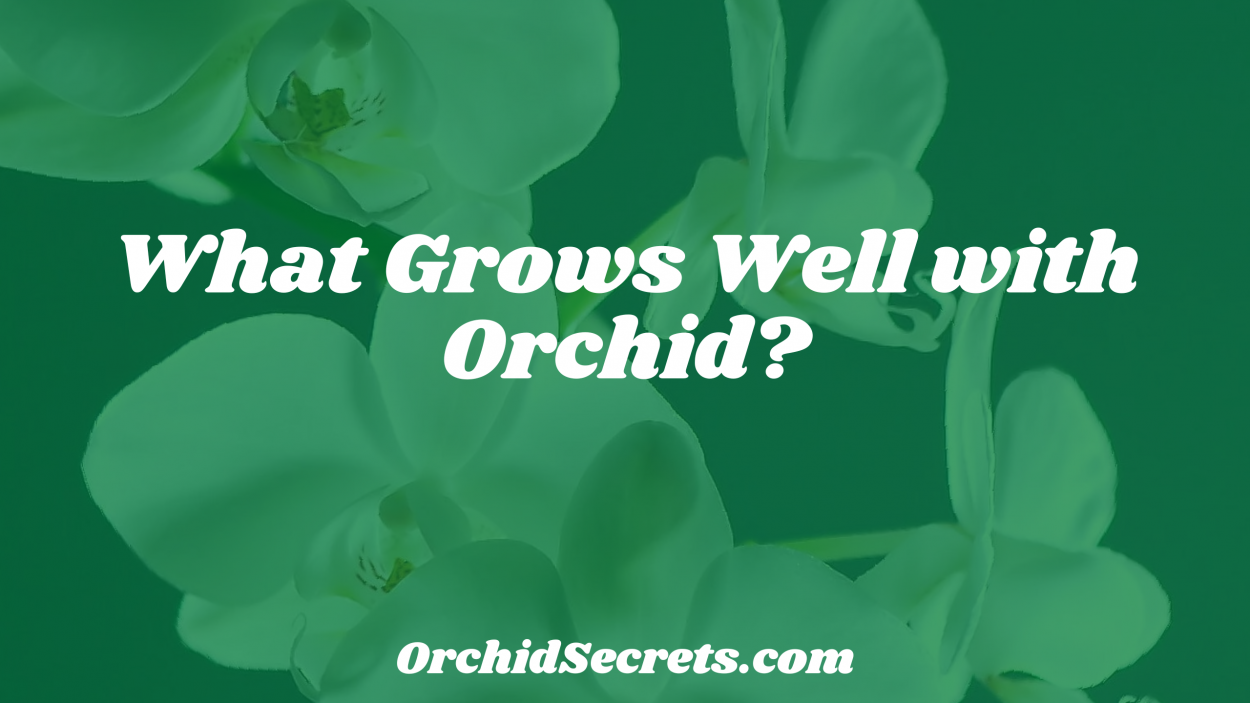 What Grows Well with Orchid? — Orchid Secrets