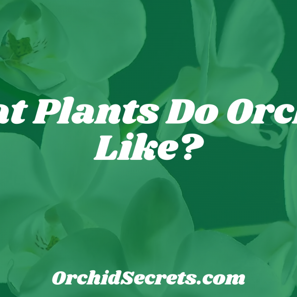 What Plants Do Orchids Like? — Orchid Secrets