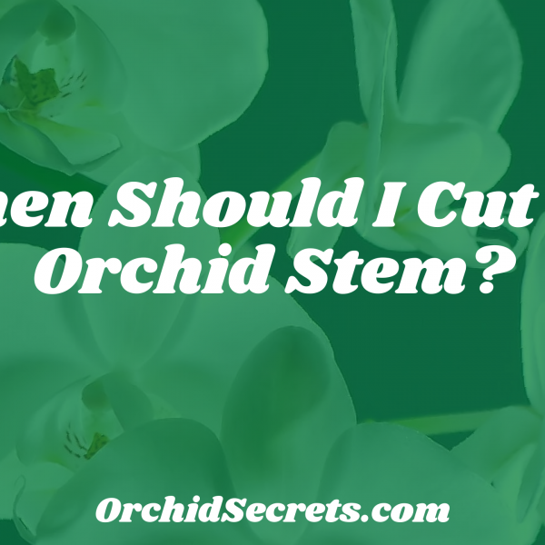 When Should I Cut My Orchid Stem? — Orchid Secrets