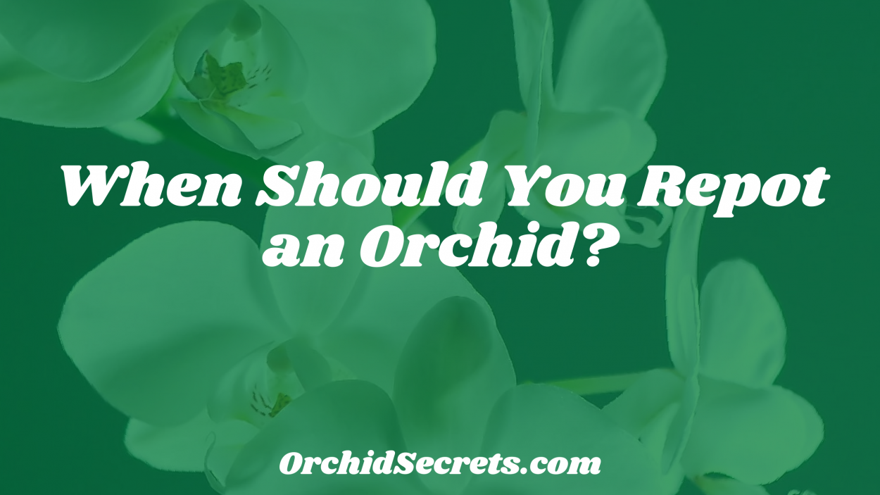 When Should You Repot an Orchid? — Orchid Secrets