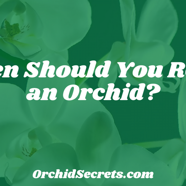 When Should You Repot an Orchid? — Orchid Secrets