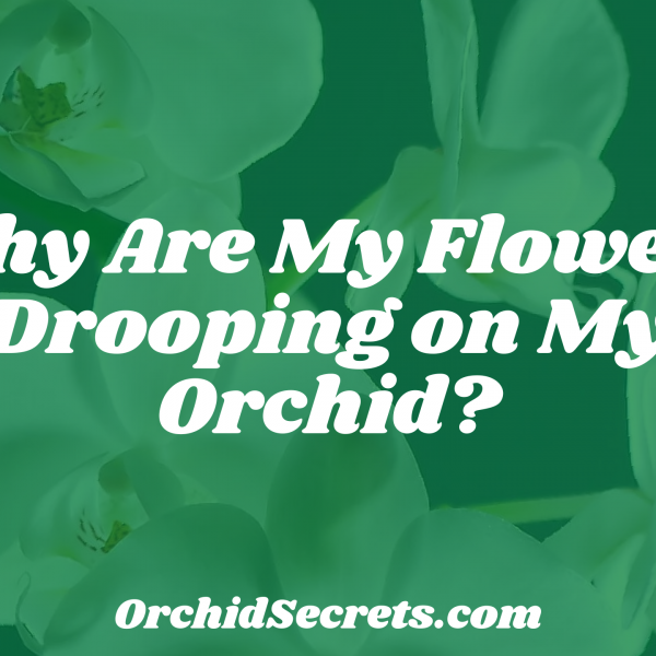 Why Are My Flowers Drooping on My Orchid? — Orchid Secrets
