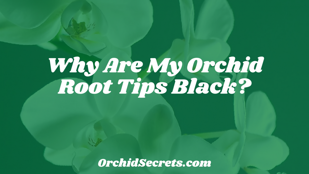 Why Are My Orchid Root Tips Black? — Orchid Secrets