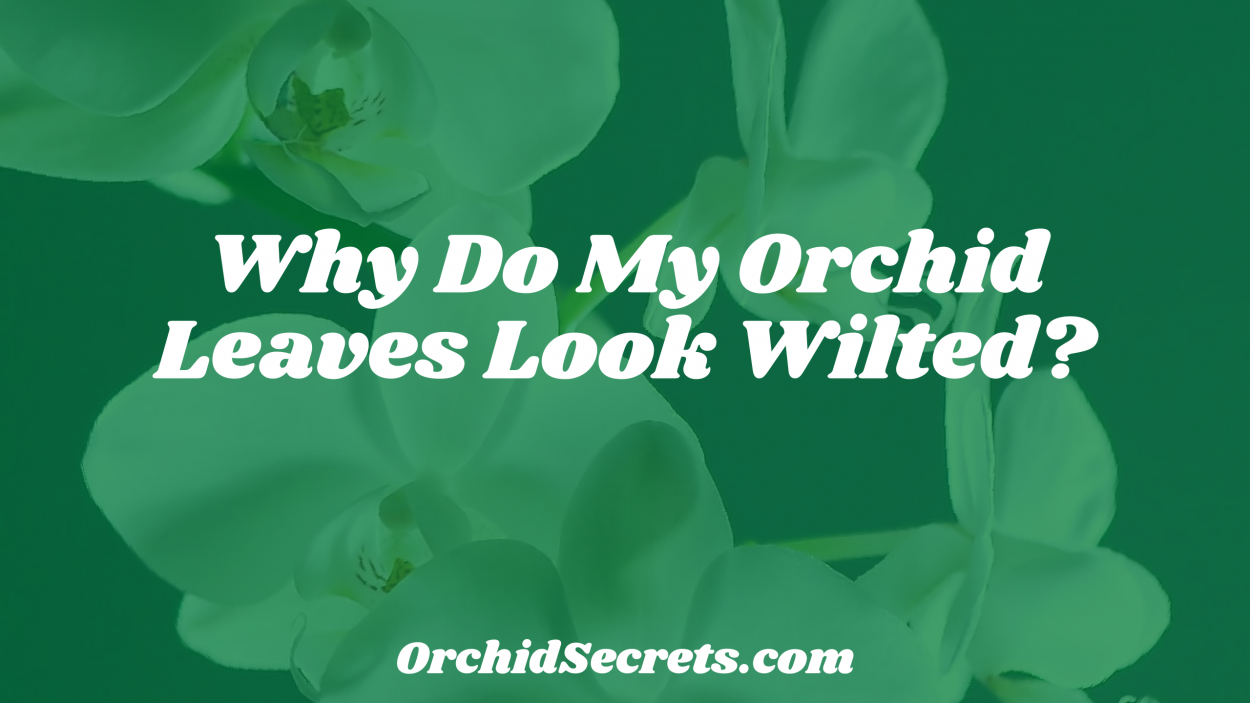 Why Do My Orchid Leaves Look Wilted? — Orchid Secrets