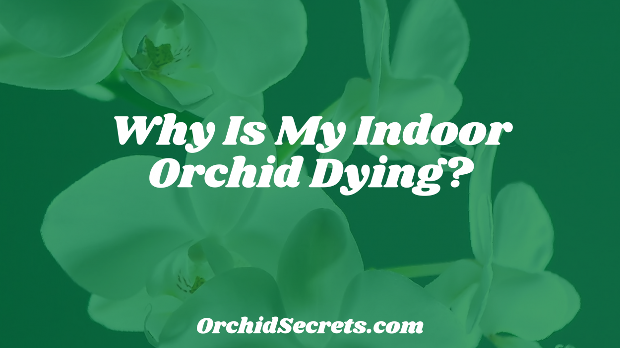 Why Is My Indoor Orchid Dying? — Orchid Secrets