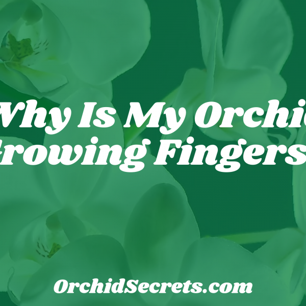 Why Is My Orchid Growing Fingers? — Orchid Secrets