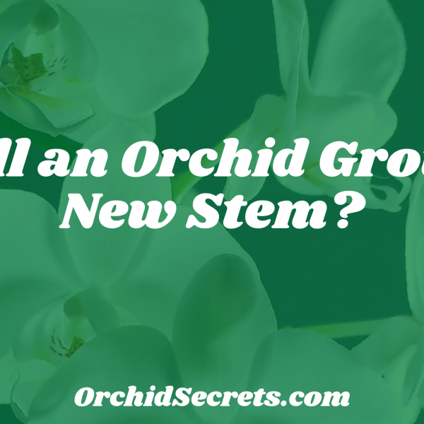 Will an Orchid Grow a New Stem? — Orchid Secrets